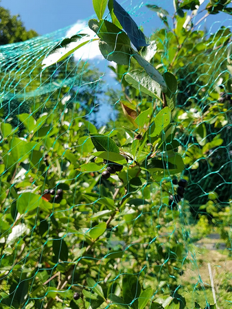SIATKA OCHRONNA PRZECIW PTAKOM UV DUŻA DO OGRODU 8x20M 35x35 + 16 SZPILEK